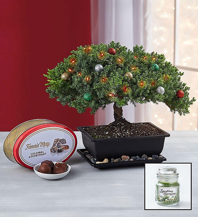 Trending Juniper Bonsai 1800Flowers Pics Hobby plan