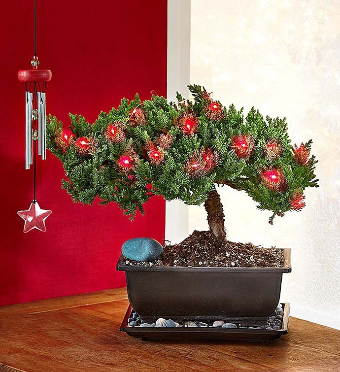 Merry Christmas Bonsai 101045