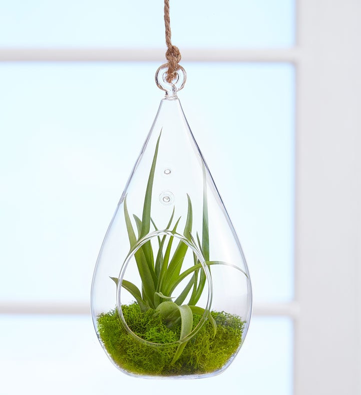 Airplant Terrarium