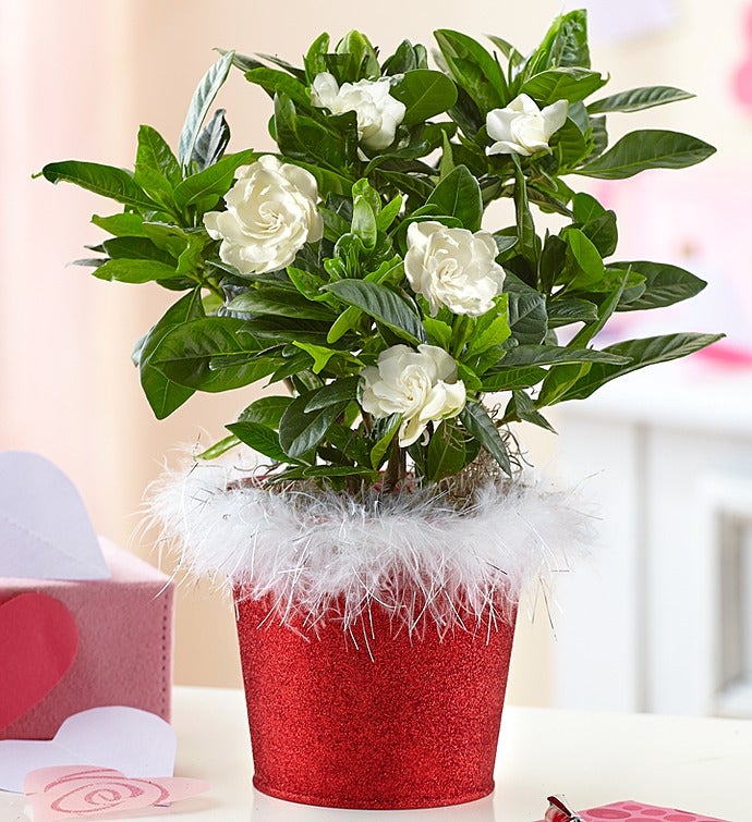 Glimmering Christmas Gardenia