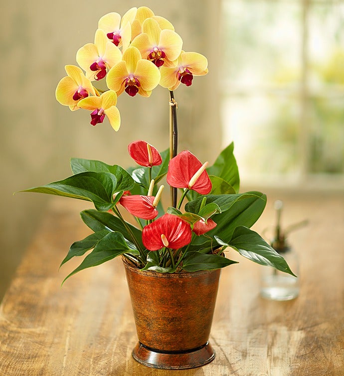 Stunning Orchid with Anthurium