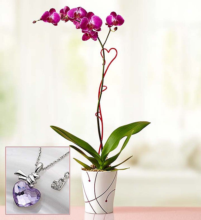 Ties of Love Phalaenopsis Orchid