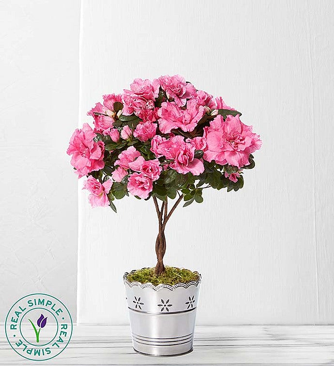 Azalea Topiary by Real Simple® from
