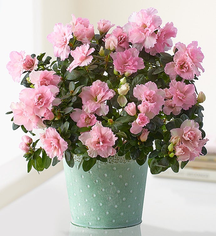 Mom's Precious Pink Azalea