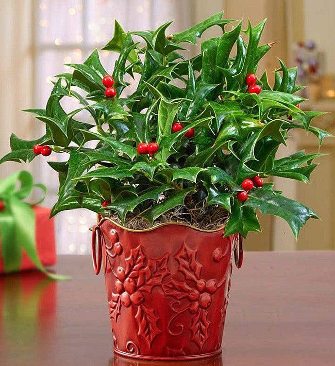 Vintage Holly Plant + Free Candle