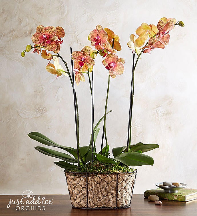 Sunset Blooms Orchid™