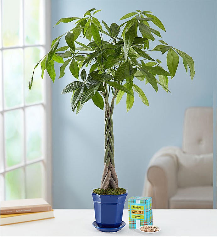 Father's Day Money Tree Plant