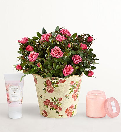 Classic Budding Rose