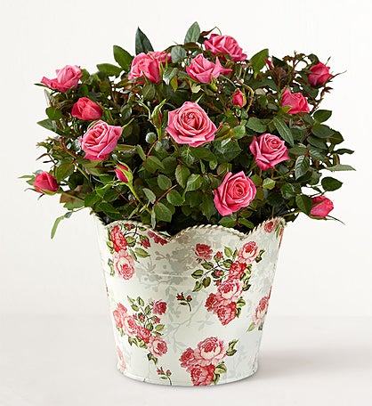 Plant of the Month Club