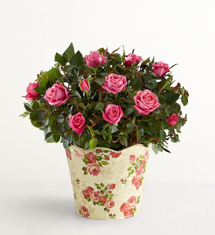 Classic Budding Rose
