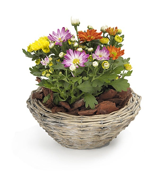 Basket of Mixed Chrysanthemum