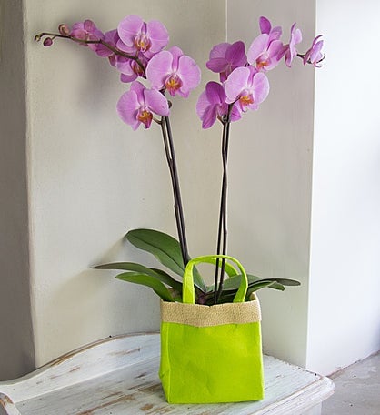 Pink Orchid Gift Bag Bouquet