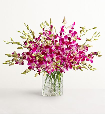 Exotic Breeze™ Orchids