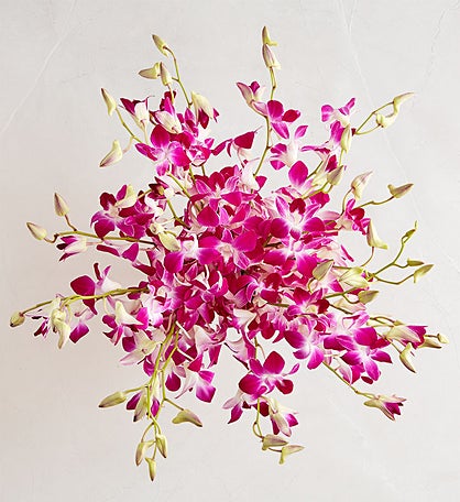 Exotic Breeze™ Orchids