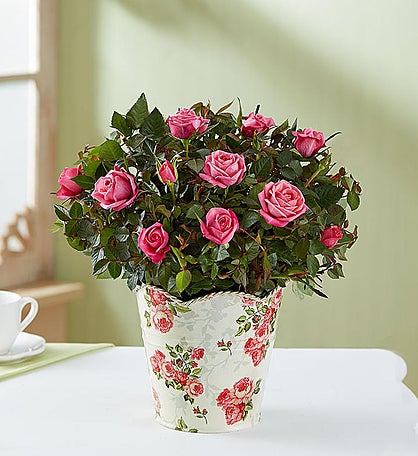 In Loving Memory Classic Rose Plant