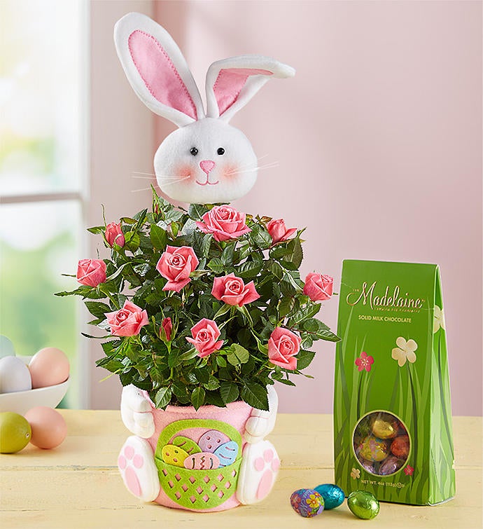 Best Selling Plants Buy Plants Online