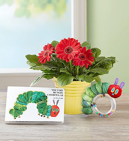 Hungry Caterpillar Gerbera Daisy