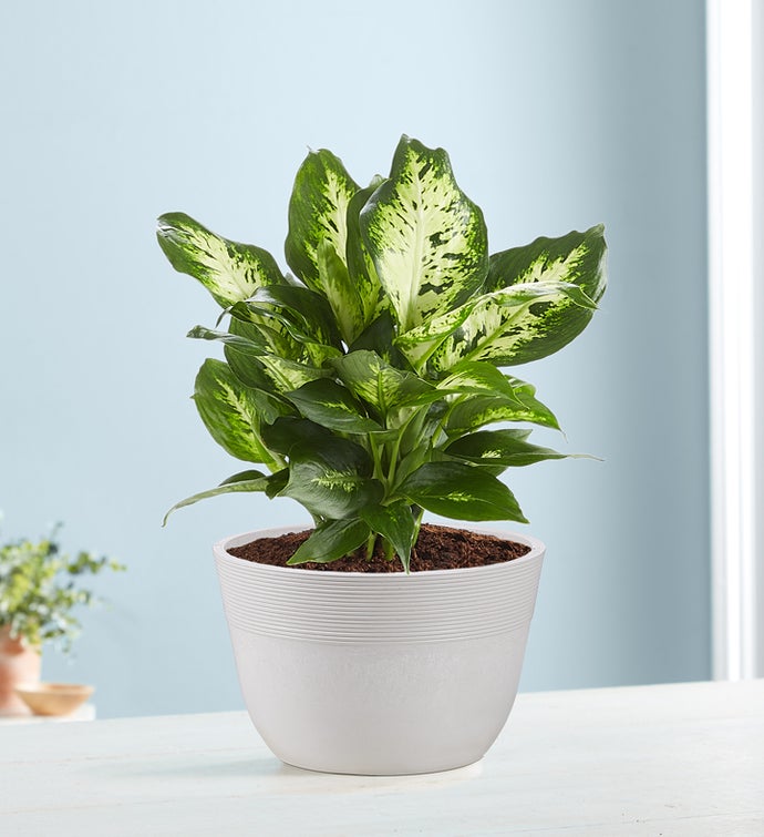 Dieffenbachia Plant (Dumb Cane) For Sympathy
