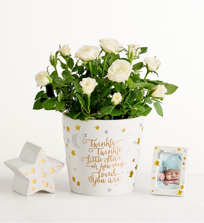 Twinkle Twinkle Baby Rose Plant