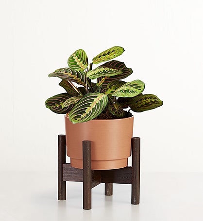 Red Maranta Prayer Plant