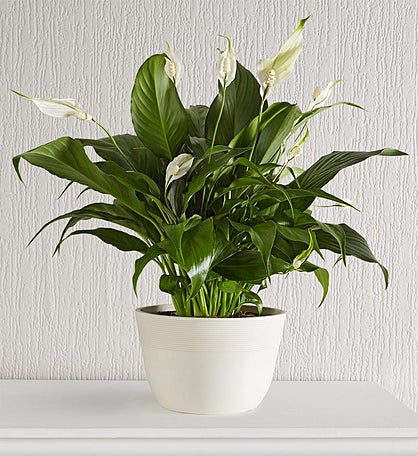 Calming Peace Lily Plant