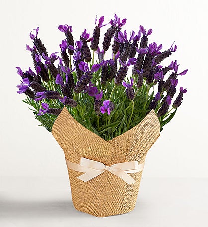 Lovely Lavender Plant