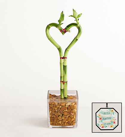 Sweetheart Bamboo for Mother’s Day