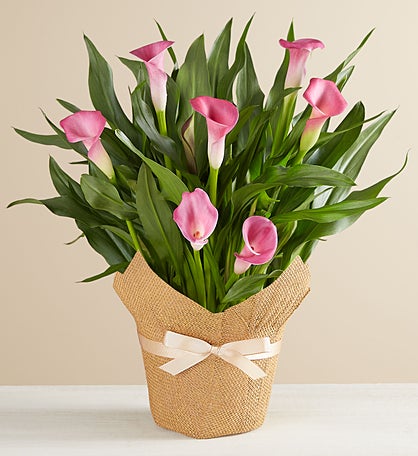 Pink Calla Lily in Natural Wrap