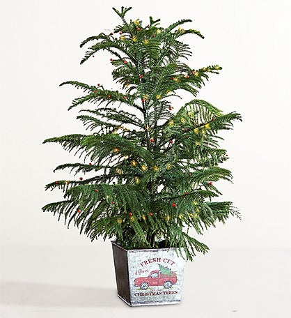 Farmstand Norfolk Pine
