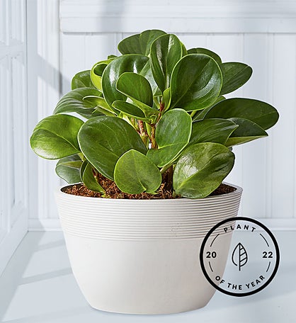Baby Rubber Plant (Peperomia)