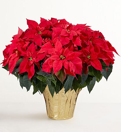 Red Holiday Poinsettia Floor Plant