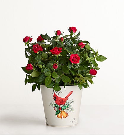 Christmas Cardinals Red Rose Plant