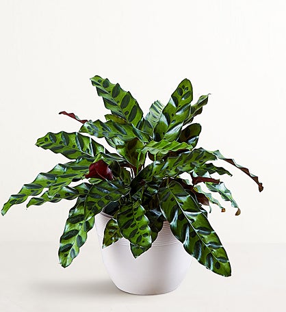 Calathea Rattlesnake