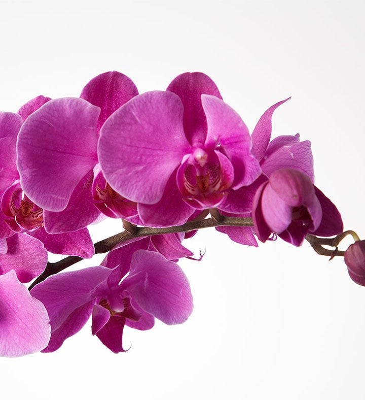 Large Phalaenopsis Orchid