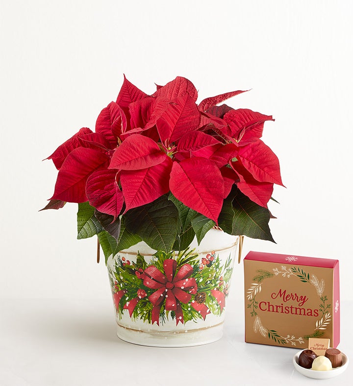 Holiday Traditions Poinsettia