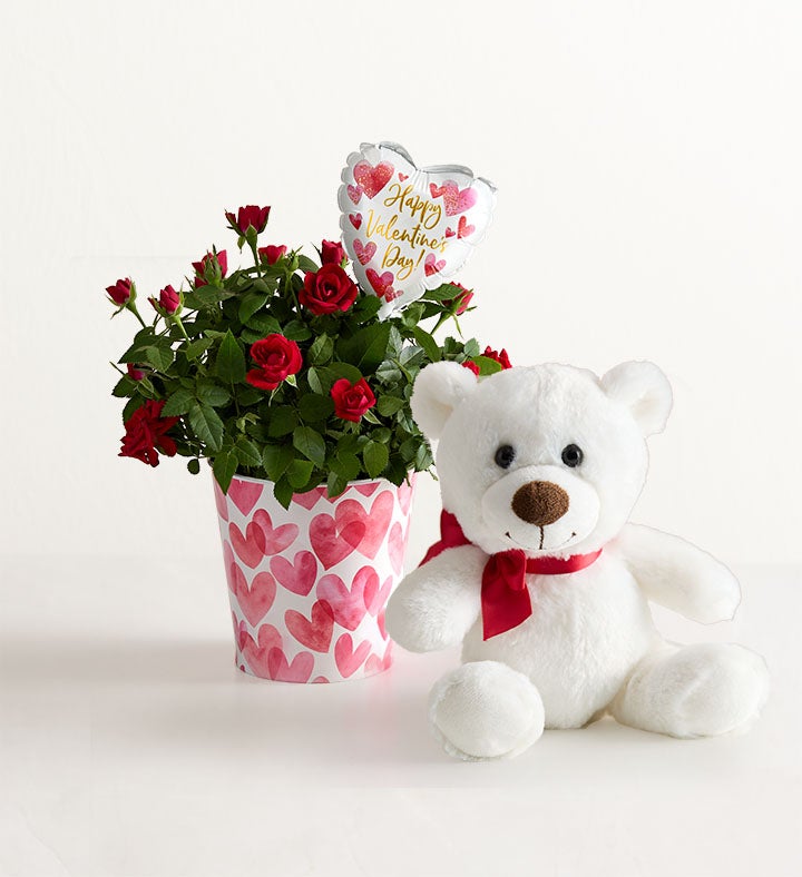Bundle of Love Rose Plant