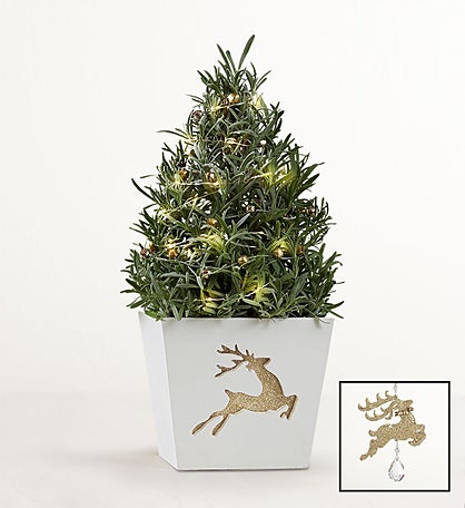 Fragrant Holiday Lavender Tree