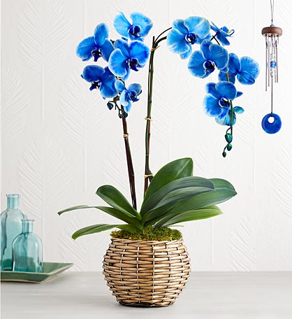 Beautiful Blue Phaelenopsis Orchid