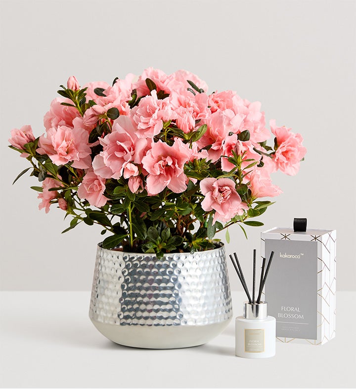 Pretty Pink Azalea