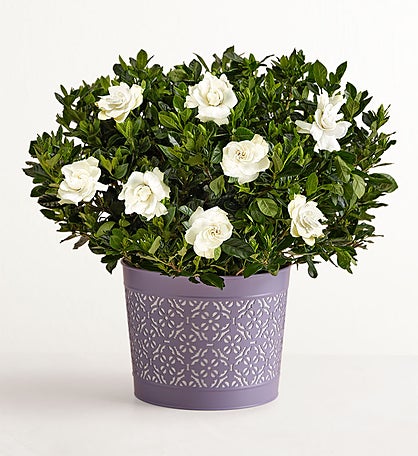 Fragrant Gardenia™