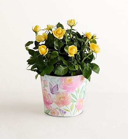 Summer Yellow Rose Plant