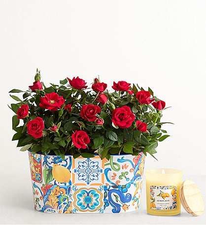 Mediterranean Citrus