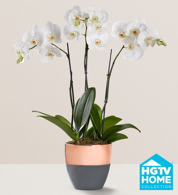 Serenity Orchid Garden