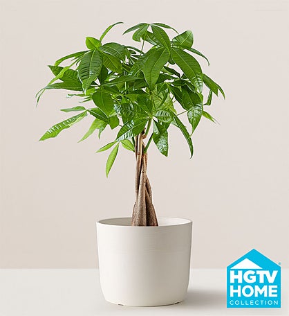 Money Tree Floor Plant
