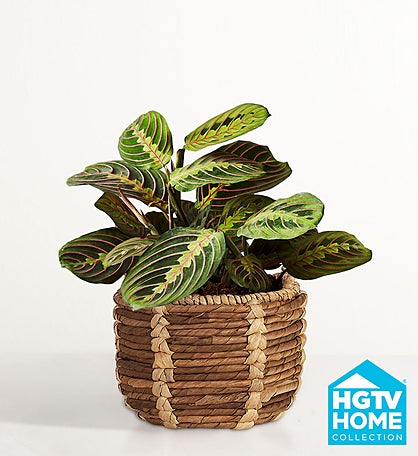 HGTV Home Red Maranta Prayer Plant
