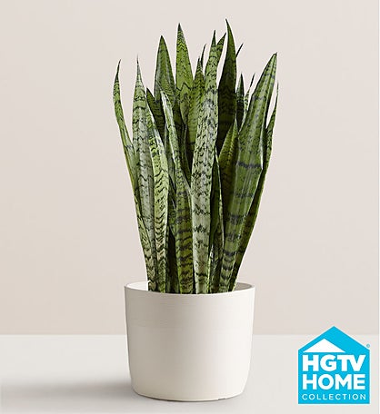 Snake Plant (Sansevieria)