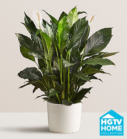 Calming Peace Lily Floor Plant