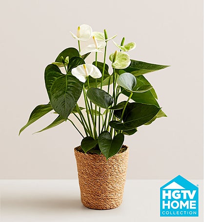 White Anthurium Plant
