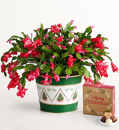 Christmas Cactus