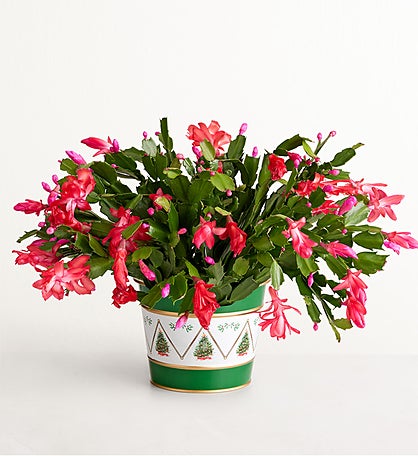 Christmas Cactus